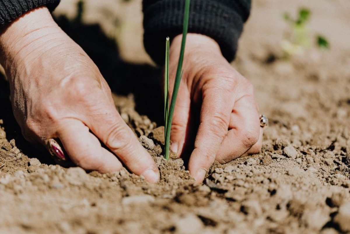 Deforestación: 5 consejos para prevenirla | Manos Verdes