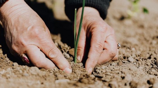 Deforestación: datos y acciones para prevenirla